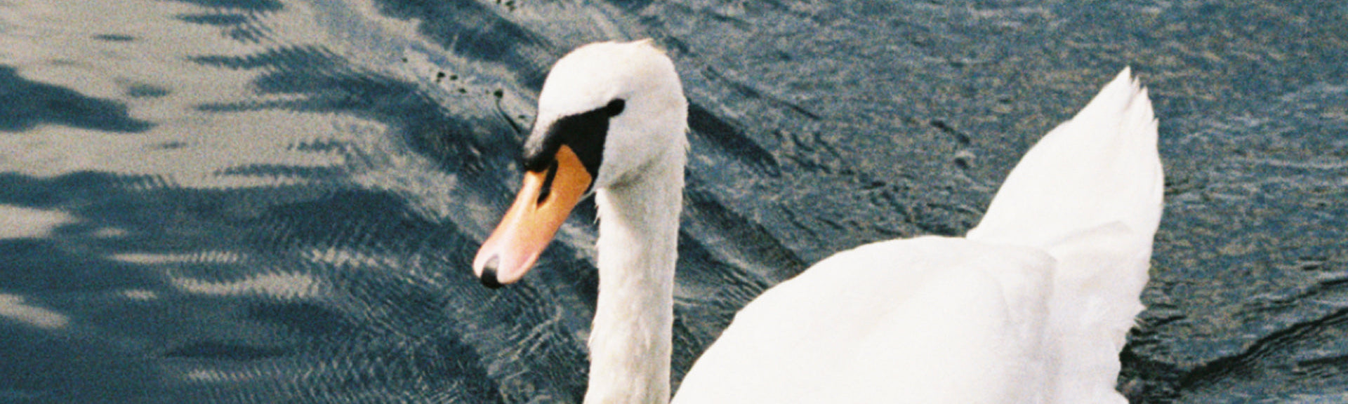 The Meaning Behind the Swan